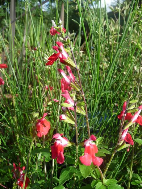 Planting containers for summer colour