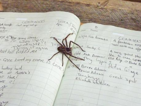 spider in book