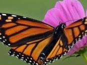 Monarch Butterfly Decline Linked Spread Crops