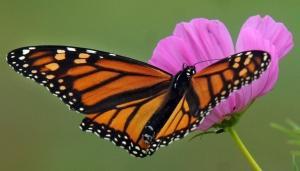 monarch-tagging