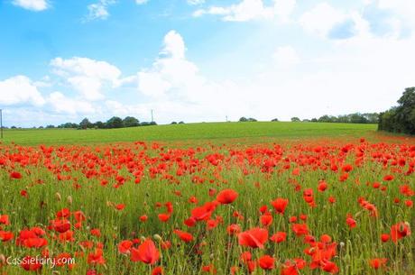 d day 70th anniversary 2014 poppy field-1