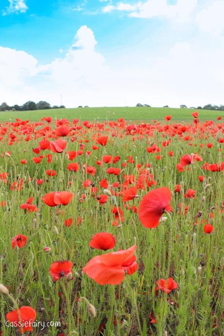 70th anniversary of D Day 2014 poppy field-1