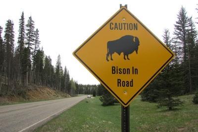  It's rare, but occasionally vehicle collisions with bison do happen. Photo: Carrie Jung 