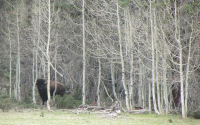  An adolescent bull in the woods at the north rim of the Grand Canyon keeps an eye on Martha Hahn, the science director of Grand Canyon National Park, as she hikes through. Photo: Carrie Jung 