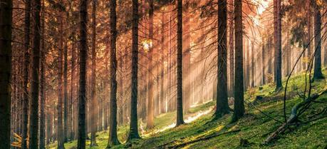 Study Looks Into Trends in Forest Biomass for Energy in EU