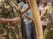 Kenya Crossroads: It’s Time Root Elites Control Wildlife Crime