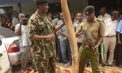 Kenya at the crossroads: it’s time to root out the elites who control wildlife crime
