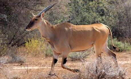 The Florida Lawyer's Eland Herd