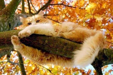 Top 10 Best Images of Cats in Trees