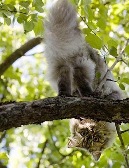 Top 10 Best Images of Cats in Trees