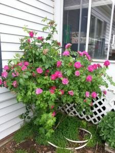Rose bush 6-14
