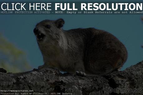 Rock Hyrax