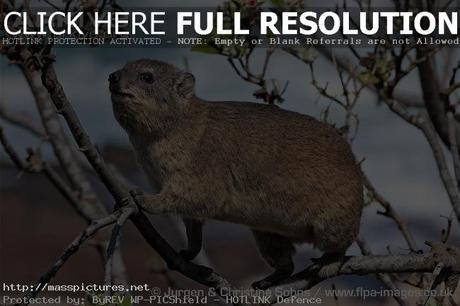 Rock Hyrax