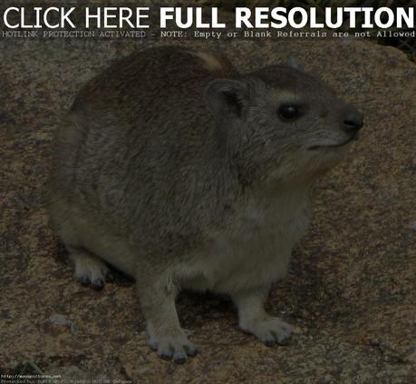 Rock Hyrax