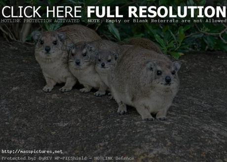 Rock Hyrax