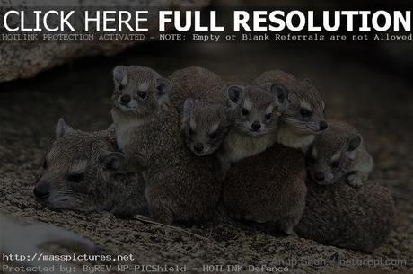 Rock Hyrax