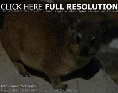 Rock Hyrax