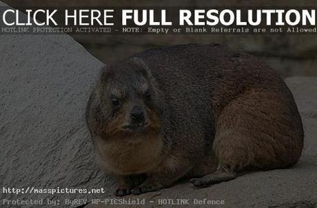 Rock Hyrax