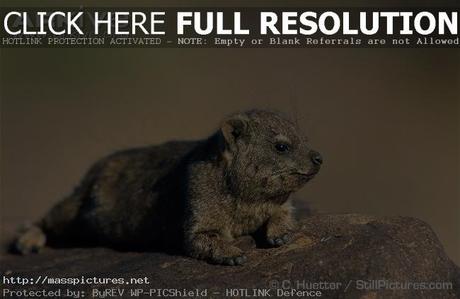 Rock Hyrax