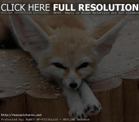 Fennec Fox