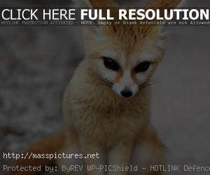 Fennec Fox