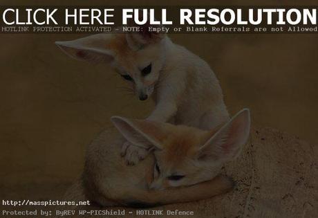 Fennec Fox