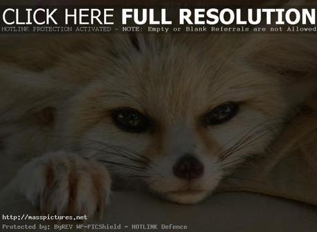 Fennec Fox