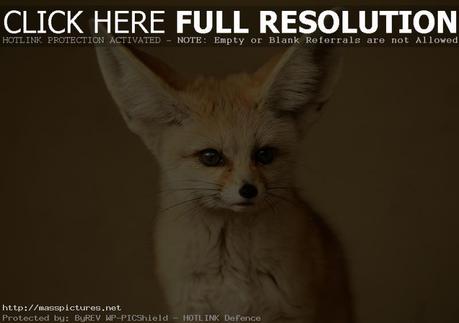 Fennec Fox