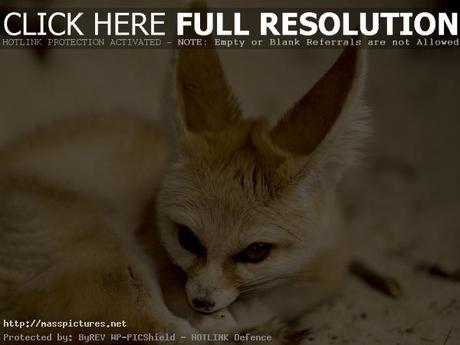 Fennec Fox