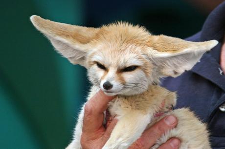 Fennec Fox