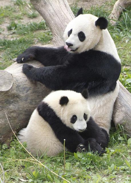 Giant Panda