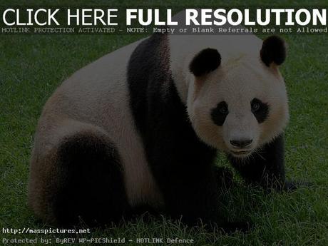 Giant Panda