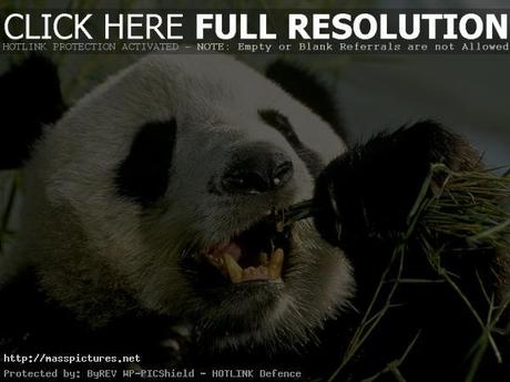 Giant Panda