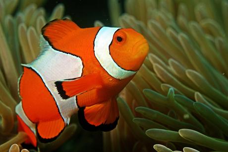 clown fish