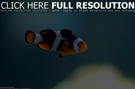 clown fish