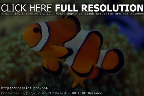 clown fish