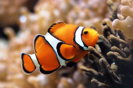 clown fish