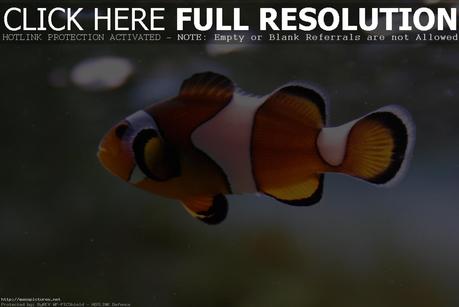 clown fish