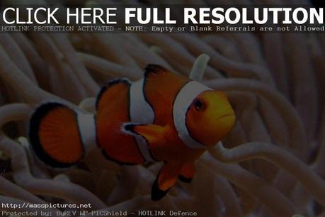 clown fish