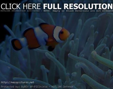 clown fish