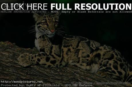 Clouded Leopard