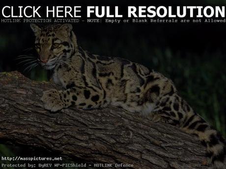 Clouded Leopard