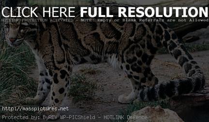 Clouded Leopard