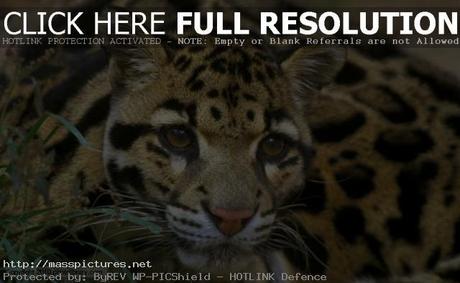 Clouded Leopard