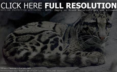 Clouded Leopard