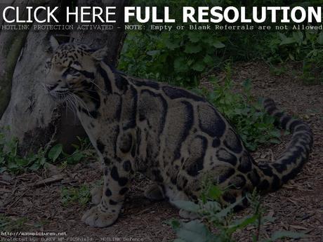 Clouded Leopard