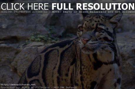 Clouded Leopard