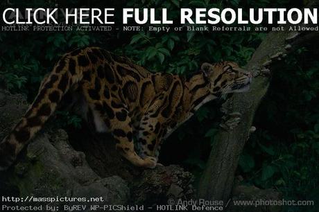 Clouded Leopard