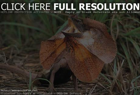  Frilled Neck Lizard