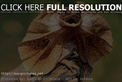  Frilled Neck Lizard